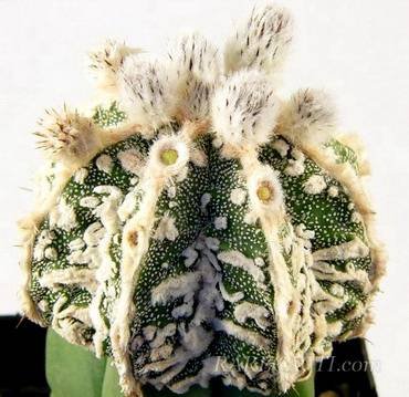 AstrophytumOrnatumFukuryi