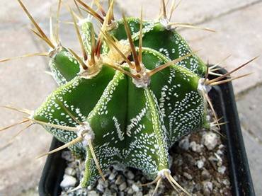 AstrophytumOrnatumGlabrescens