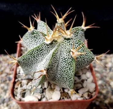 AstrophytumOrnatumMetztitlan