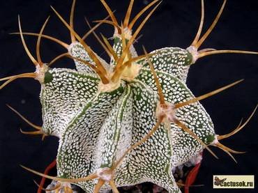 AstrophytumOrnatumMirbelli