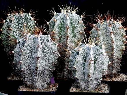 AstrophytumOrnatumMirbelli2