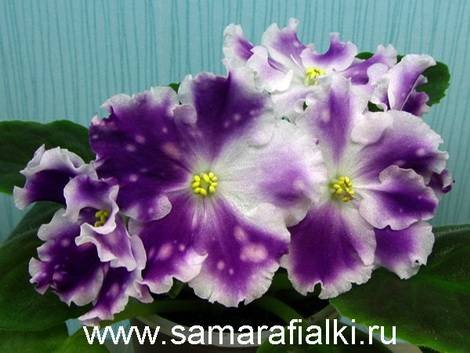 Авантюра1