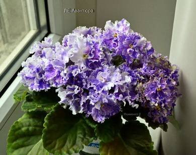 АвантюраЛЕ4