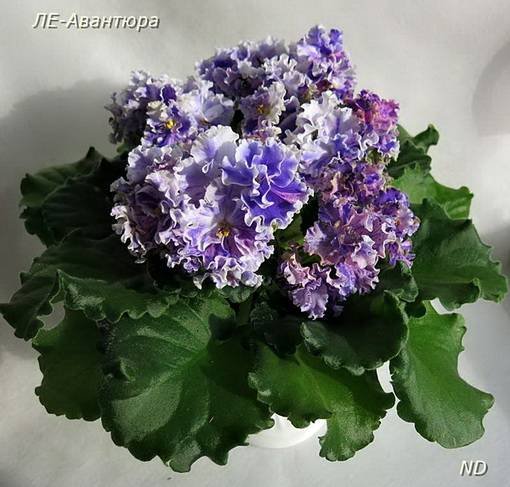 АвантюраЛЕ6