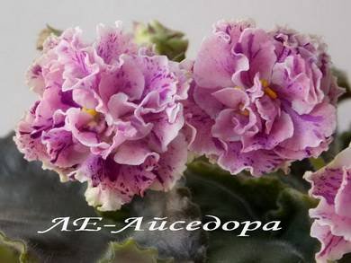 Айседора3