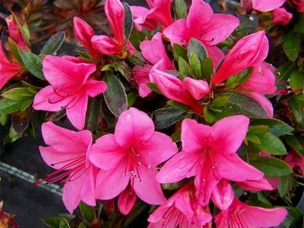 Azalea1