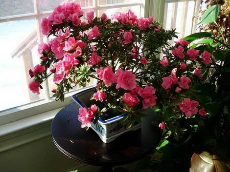 Azalea10