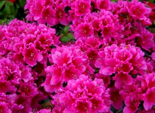 Azalea11