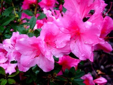 Azalea2