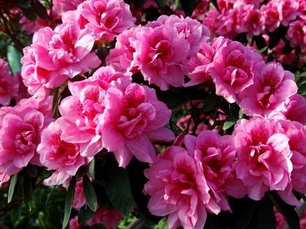 Azalea3