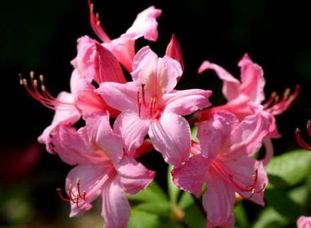 Azalea4.