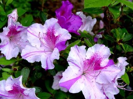 Azalea5