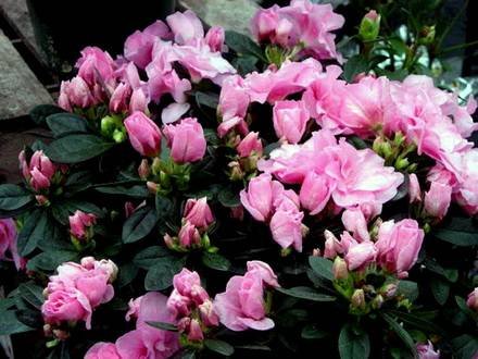 Azalea6