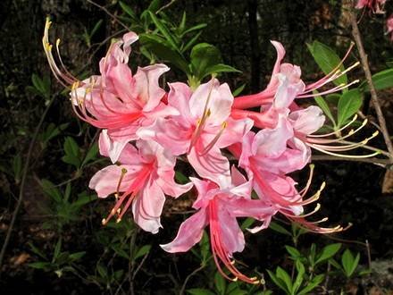 Azalea7