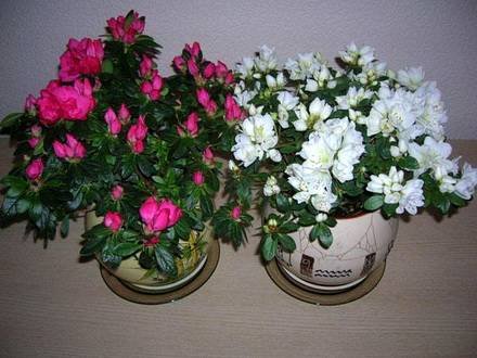 Azalea8