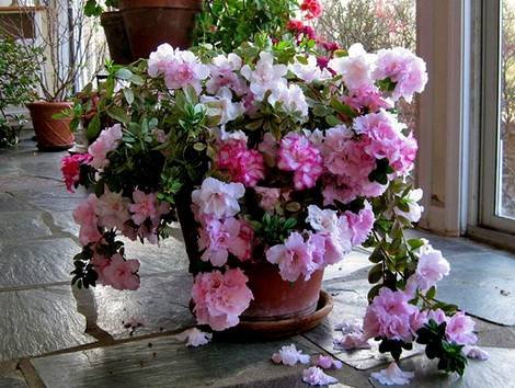 Azalea9