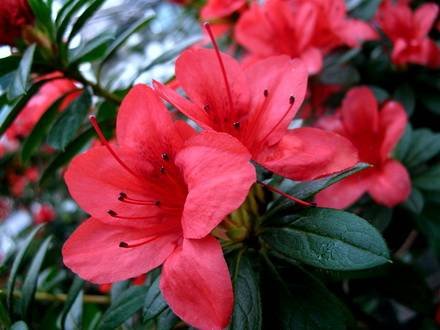 AzaleaIndica1