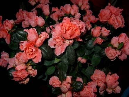 AzaleaIndica2