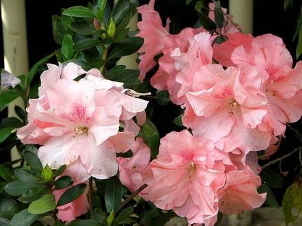 AzaleaIndica3