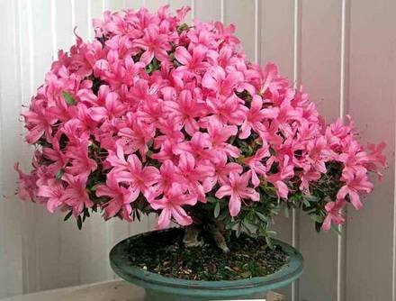 AzaleaJaponica