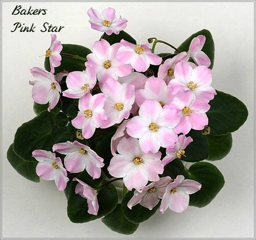 BakerPinkStar6