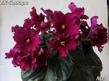 Баккара2