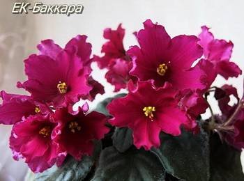 Баккара3