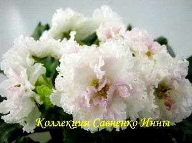 БалПринцесс2