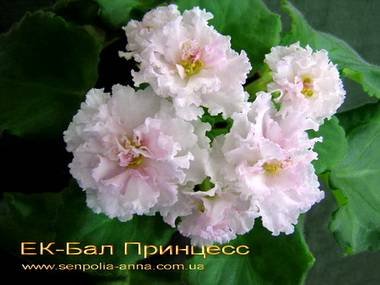 БалПринцесс5