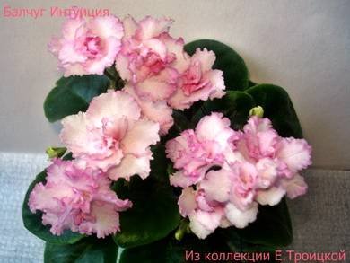 БалчугИнтуиция3