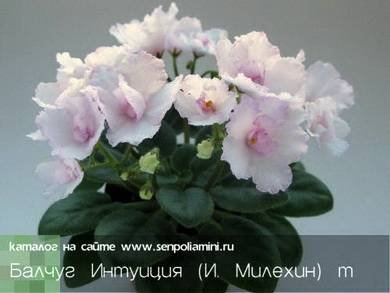БалчугИнтуиция7