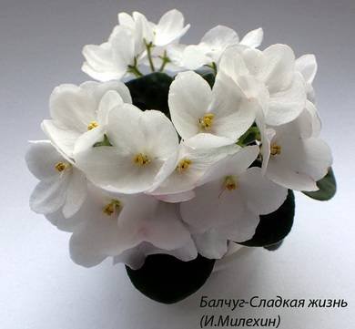 БалчугСладкаяЖизнь7