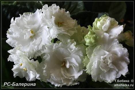 Балерина1