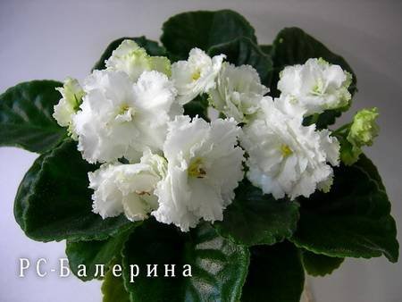Балерина4