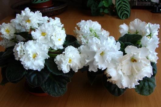 Балерина5