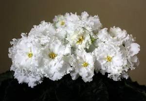 Балерина9