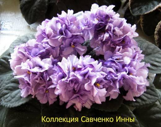 БалетМотыльков5