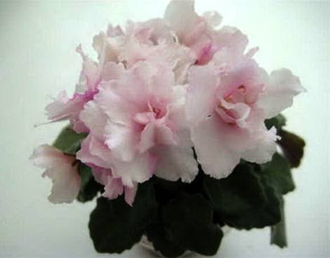 BalletTaffy1