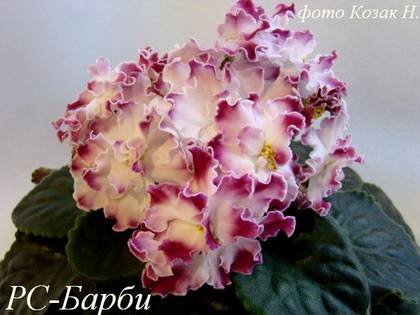 Барби7