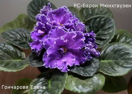 БаронМюнхгаузен4