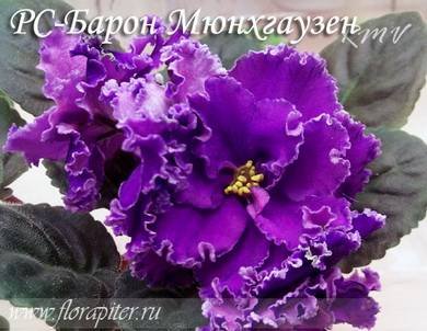 БаронМюнхгаузен7
