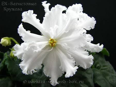 БатистовыеКружева4