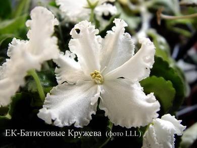 БатистовыеКружева8