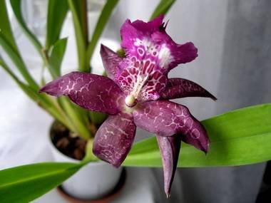Beallara8