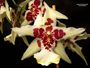 Beallara9