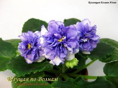 БегущаяПоВолнам4