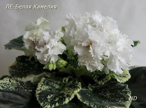 БелаяКамелия1