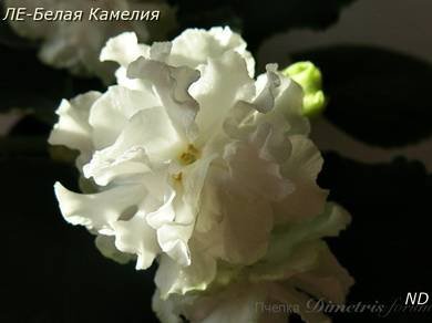 БелаяКамелия3