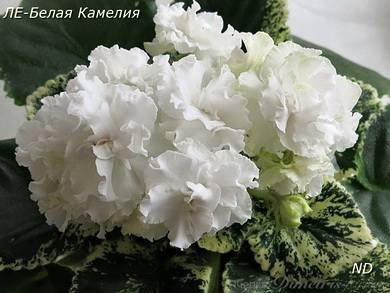 БелаяКамелия4