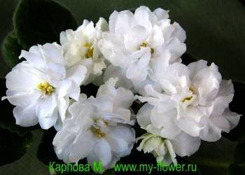 БелаяКолыбель3